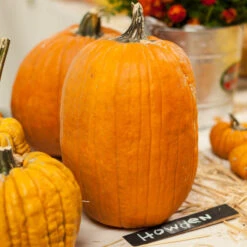 Howden Pumpkin Seeds (Organic) -Garden Supplies Sales Store expo 0172 1