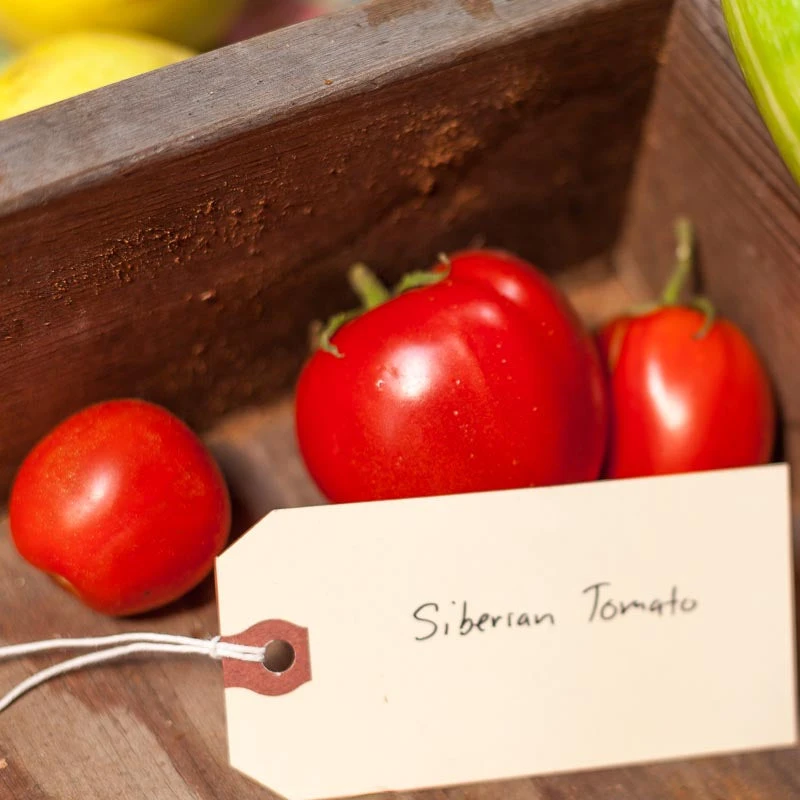 Siberia Tomato Seeds (Organic) 3 Siberia Tomato Seeds (Organic) - Image 3