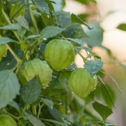 Verde Tomatillo Seeds (Organic) 6 Verde Tomatillo Seeds (Organic) -Garden Supplies Sales Store farm 0024 1