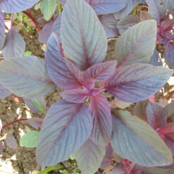 Red Amaranth Greens Seeds (Organic) -Garden Supplies Sales Store flower amaranth garnet stem 1