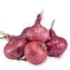 Onion Sets Dutch - Red Baron (Pack Of 75)