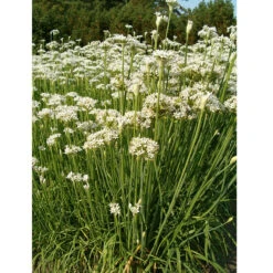 Organic Chives, Garlic -Garden Supplies Sales Store garlic chives web
