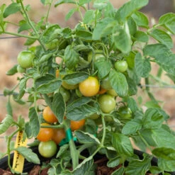 Red Grape Riesenstraube Cherry Tomato Seeds (Organic) -Garden Supplies Sales Store grape riensenstraube 1 5