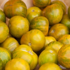 Green Zebra Tomato Seeds (Organic) 10 Green Zebra Tomato Seeds (Organic) -Garden Supplies Sales Store green zebra a 3