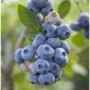 Organic Blueberry Gupton (Ea)