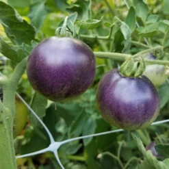 Indigo Apple Tomato Seeds (Organic) -Garden Supplies Sales Store indigo apple web