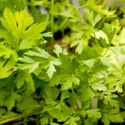 Organic Parsley, Italian -Garden Supplies Sales Store italian a 1