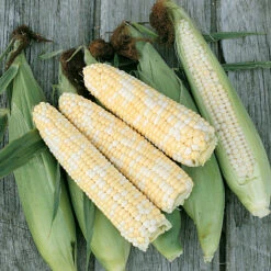 Double Standard Corn Seeds (Organic) -Garden Supplies Sales Store jssdoublestand.cat web