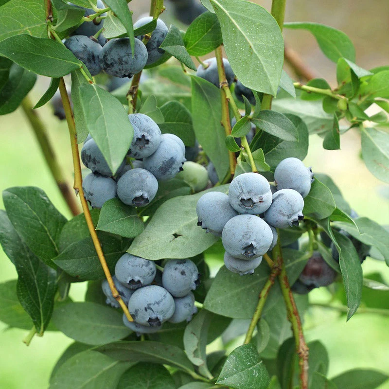 Organic Blueberry Legacy (Ea) 1 Organic Blueberry Legacy (Ea)