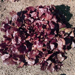 Red Oakleaf Lettuce Seeds (Organic) -Garden Supplies Sales Store lettuce red oakleaf