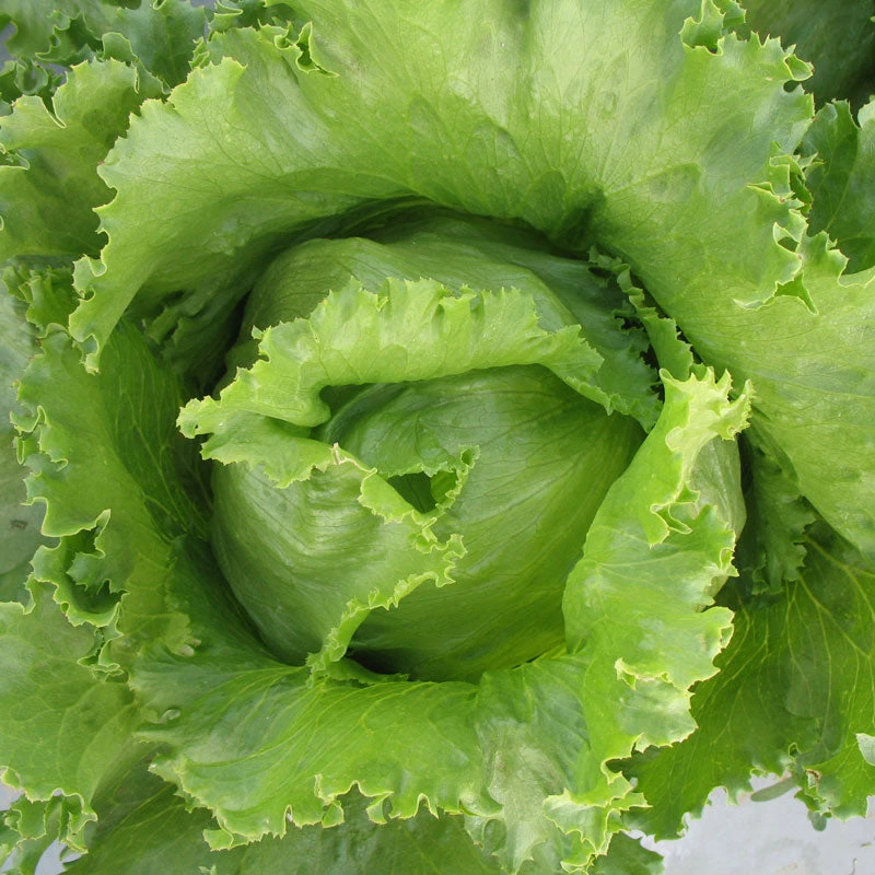 Iceberg Superior Lettuce Seeds (Organic) 3 Iceberg Superior Lettuce Seeds (Organic) - Image 3