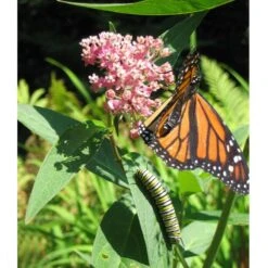 Peaceful Valley Save The Monarch Kit - Intermountain Mix (1/8 Lb) 5 Peaceful Valley Save The Monarch Kit - Intermountain Mix (1/8 Lb) -Garden Supplies Sales Store monarch web