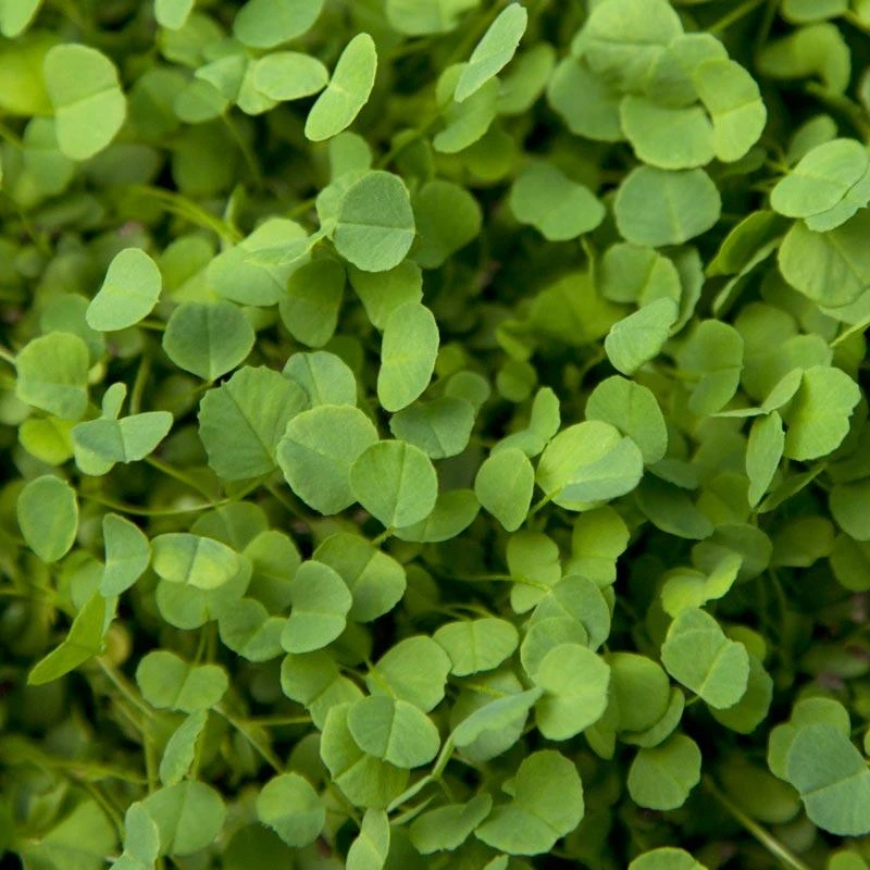 Non-Dormant Alfalfa - Nitrocoated Seed (lb) 1 Non-Dormant Alfalfa - Nitrocoated Seed (lb)