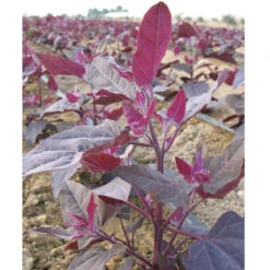 Red Orach Seeds (Organic) -Garden Supplies Sales Store orach ruby 2 1