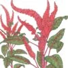 Organic Amaranth, Burgundy (1 Oz)