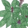 Organic Basil, Cinnamon (1 Oz)
