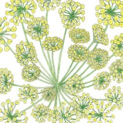 Organic Dill, Mammoth (1/4 Lb)