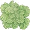 Organic Lettuce, Black Seeded Simpson (1/4 Lb)