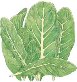 Organic Lettuce, Little Gem (1/4 Lb)