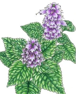 Organic Mint, Korean Licorice (1 Oz)