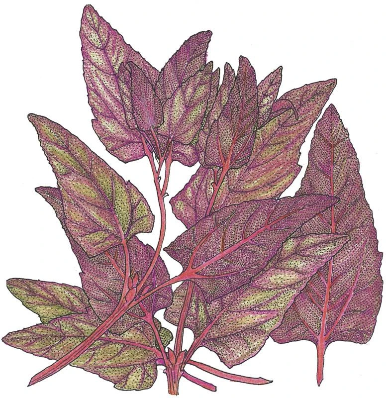 Organic Orach, Red (1 Oz) 1 Organic Orach, Red (1 Oz)