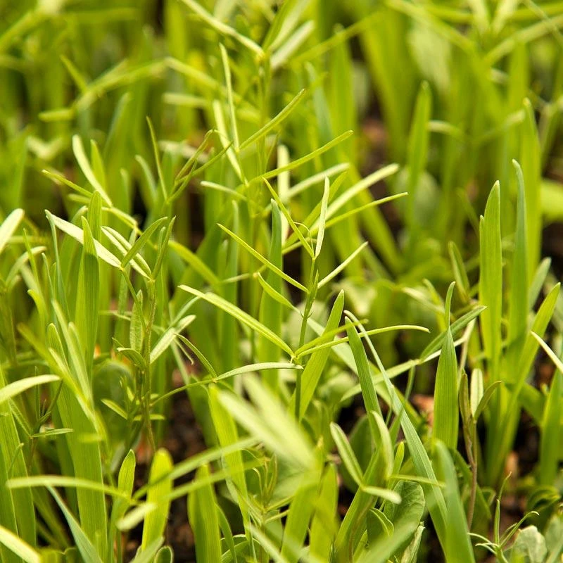 Organic Peaceful Valley Budget Soil Builder Mix - Raw Seed (lb) 1 Organic Peaceful Valley Budget Soil Builder Mix - Raw Seed (lb)