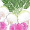 Organic Radish, Watermelon (1 Oz)