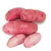 Fall-Planted Organic Red Thumb Fingerling Seed Potatoes (lb)