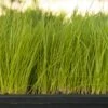 Organic Ryegrass, Oregon Annual (lb)
