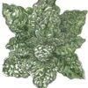 Organic Spinach, Bloomsdale (1/4 Lb)