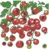 Organic Tomato, Sweetie (1 Oz)