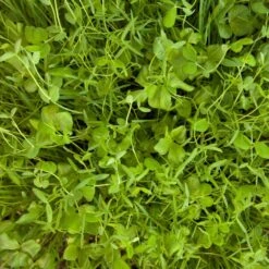 Peaceful Valley Budget Soil Builder Mix - Raw Seed (lb)