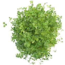 Peaceful Valley Dryland Clover Mix - Nitrocoated Seed (lb)