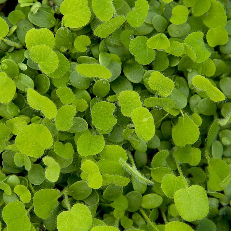 Peaceful Valley Easy Care Cover Crop Mix - Nitrocoated Seed (lb) 1 Peaceful Valley Easy Care Cover Crop Mix - Nitrocoated Seed (lb)