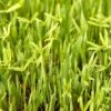 Peaceful Valley Forage Blend Dryland Pasture Mix - Raw Seed (lb)