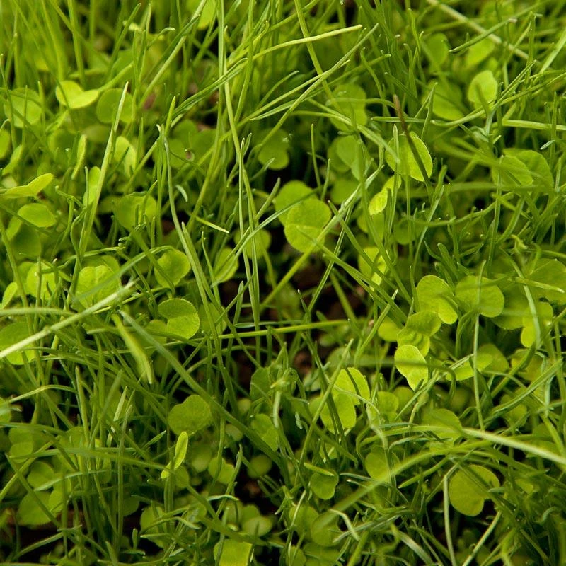 Peaceful Valley Irrigated Dairy Pasture Mix - Nitrocoated Seed (lb) 1 Peaceful Valley Irrigated Dairy Pasture Mix - Nitrocoated Seed (lb)