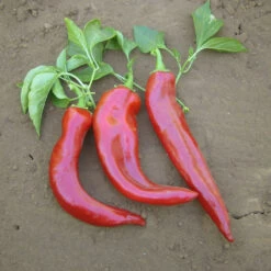 Hot New Mexico Joe Parker Pepper Seeds (Organic) -Garden Supplies Sales Store pepper joe e parker 1