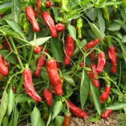 Shishito Pepper Seeds (Organic) -Garden Supplies Sales Store pepper shishito 1 web