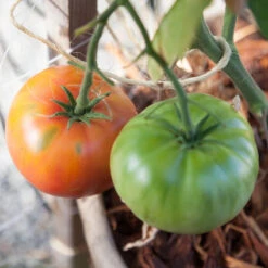 Brandywine Pink Tomato Seeds (Organic) -Garden Supplies Sales Store pink brandywine 3