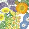 Peaceful Valley Flowering Pollinator Mix (lb)