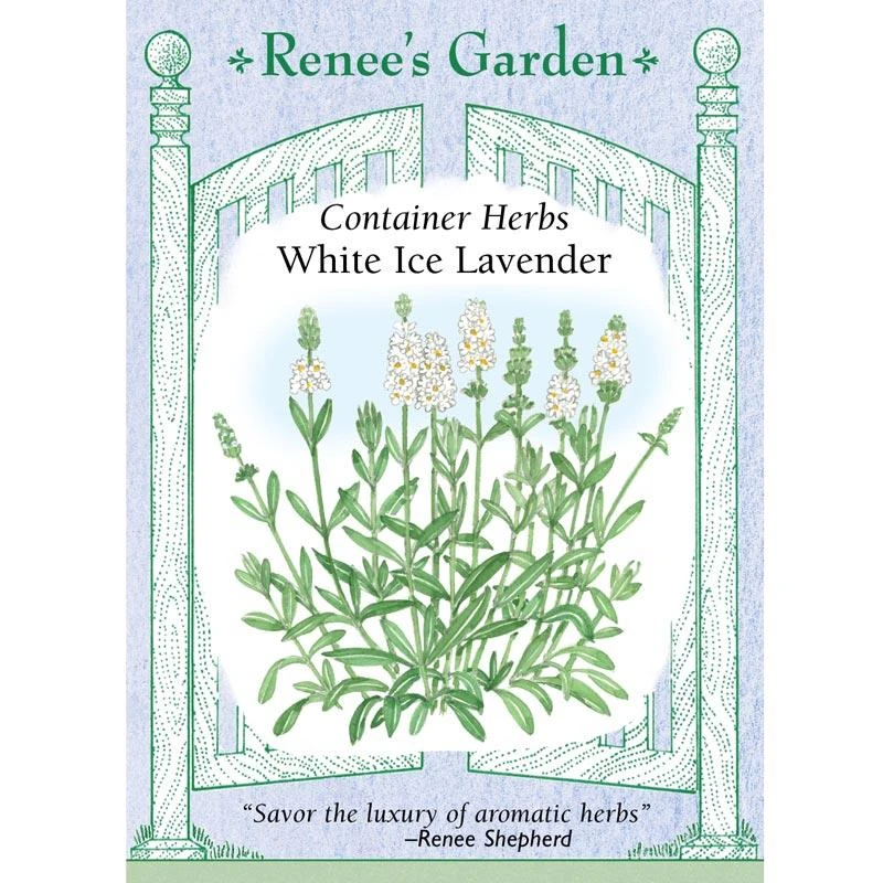 Renee's Garden Container Lavender White Ice 1 Renee's Garden Container Lavender White Ice