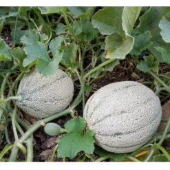 Rocky Ford Green Melon Seeds (Organic) -Garden Supplies Sales Store rocky ford green web