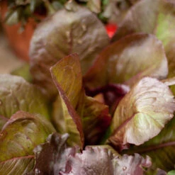 Rouge D'Hiver Lettuce Seeds (Organic) -Garden Supplies Sales Store rouge de hiver a