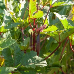 Burgundy Okra Seeds (Organic) -Garden Supplies Sales Store rr 0005 2