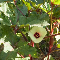 Burgundy Okra Seeds (Organic) -Garden Supplies Sales Store rr 0006 1