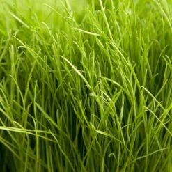Turf Type Perennial Ryegrass Seed (lb)