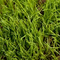 Organic Ryegrass, Oregon Annual (lb) 6 Organic Ryegrass, Oregon Annual (lb) -Garden Supplies Sales Store scg545 1
