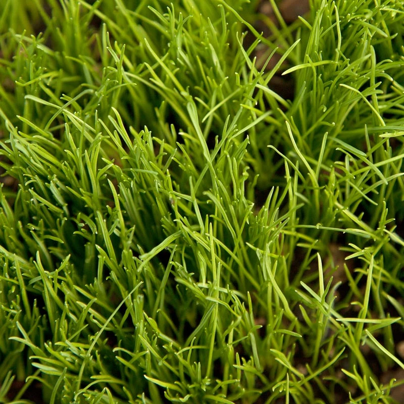 Organic Ryegrass, Oregon Annual (lb) 3 Organic Ryegrass, Oregon Annual (lb) - Image 3