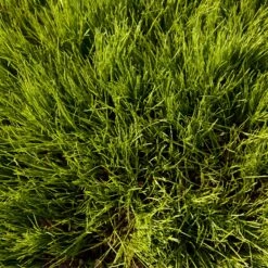 Oregon Annual Ryegrass Seed (lb) -Garden Supplies Sales Store scg550 2