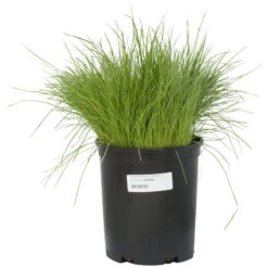Organic Ryegrass, Oregon Annual (lb) 7 Organic Ryegrass, Oregon Annual (lb) -Garden Supplies Sales Store scg550b